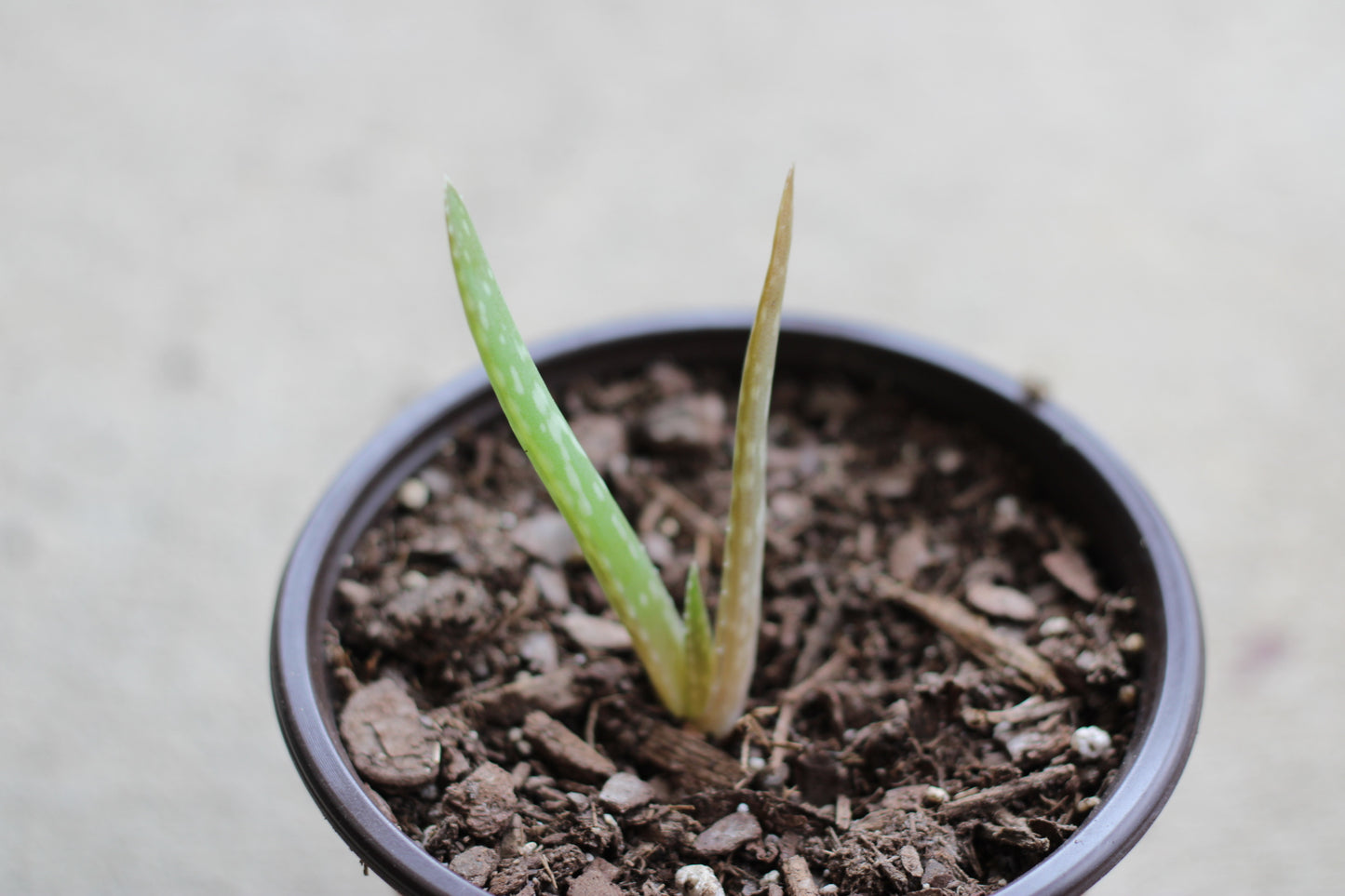 Aloe Vera Pups