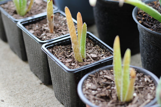 Aloe Vera Pups