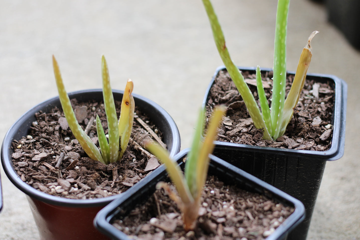 Aloe Vera Pups
