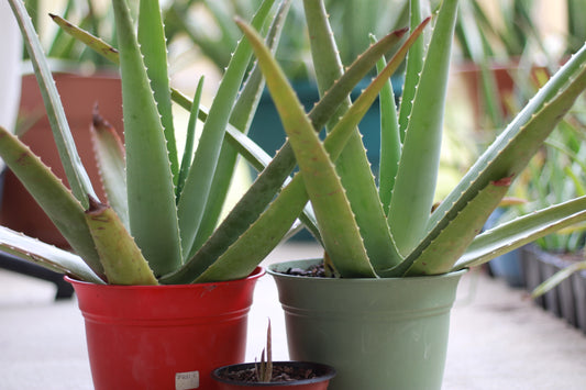 Large Size Aloe Vera Plant