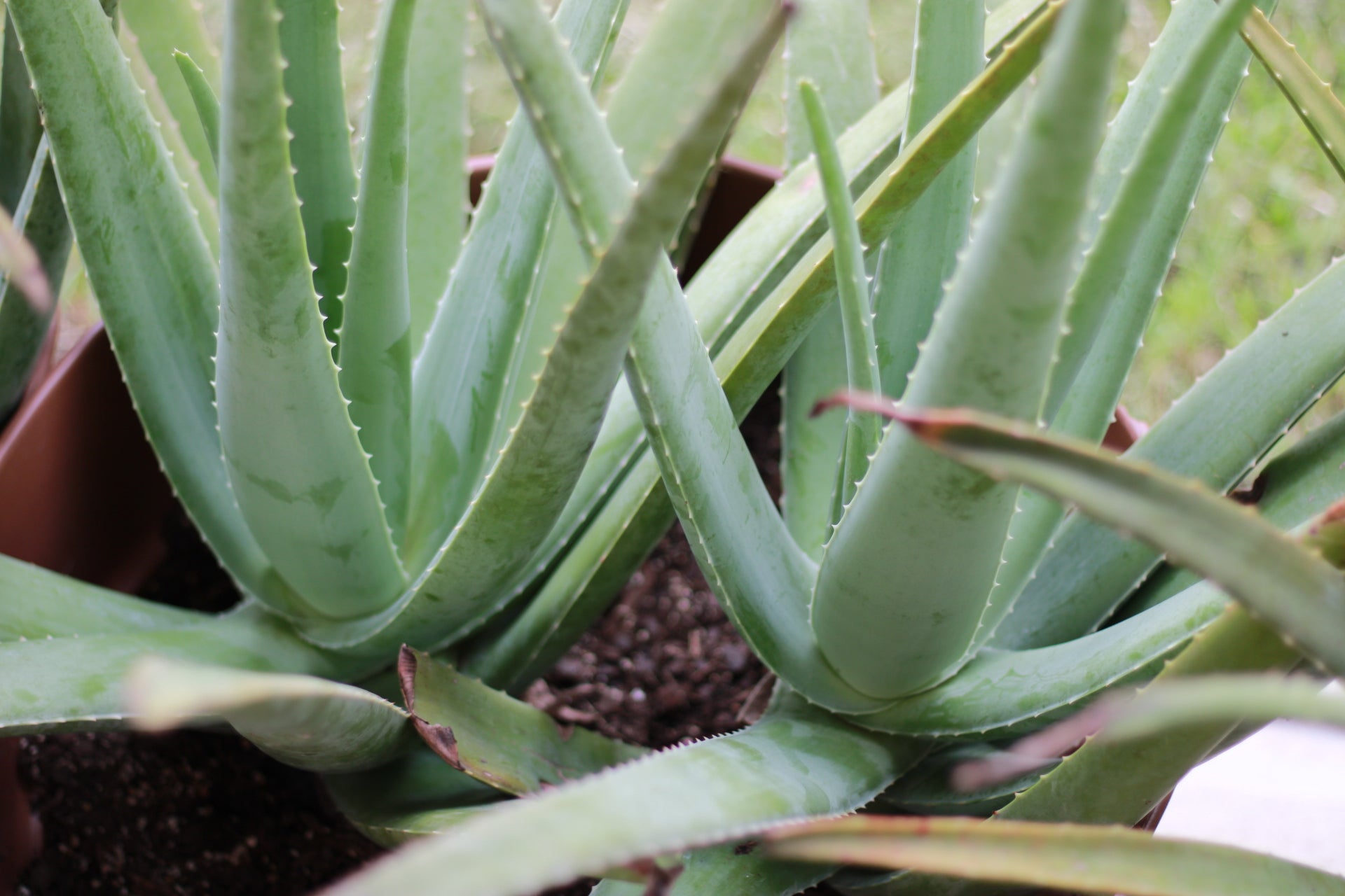 Close-up of green aloe vera plant with blurred background