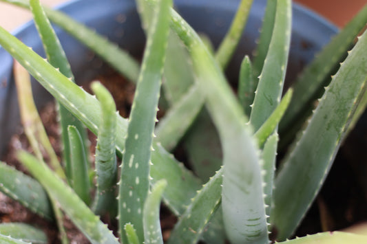 Medium Size Aloe Vera Plant