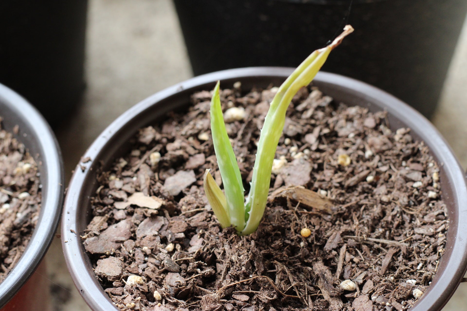 planting aloe vera pups Aloe Vera Pups – Vence Shop