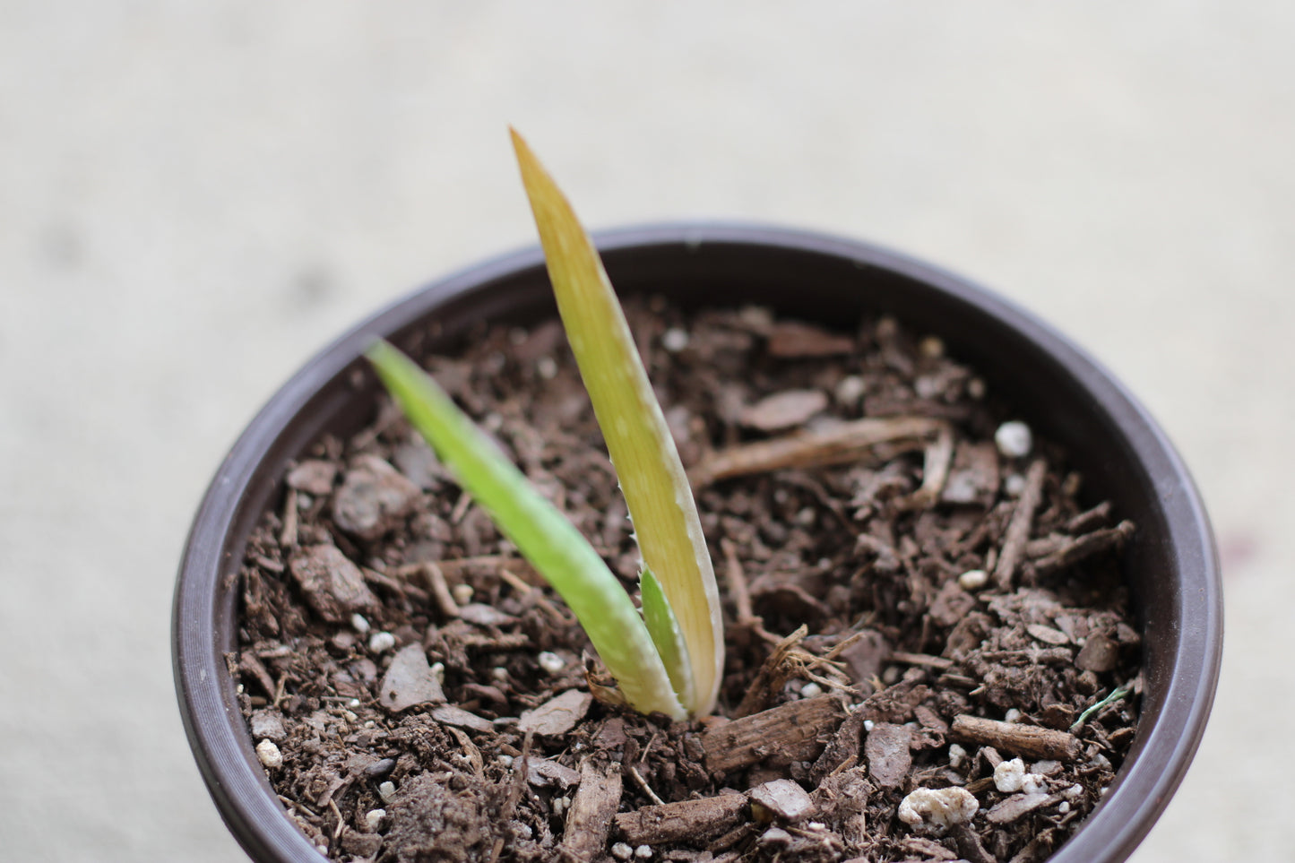 Aloe Vera Pups