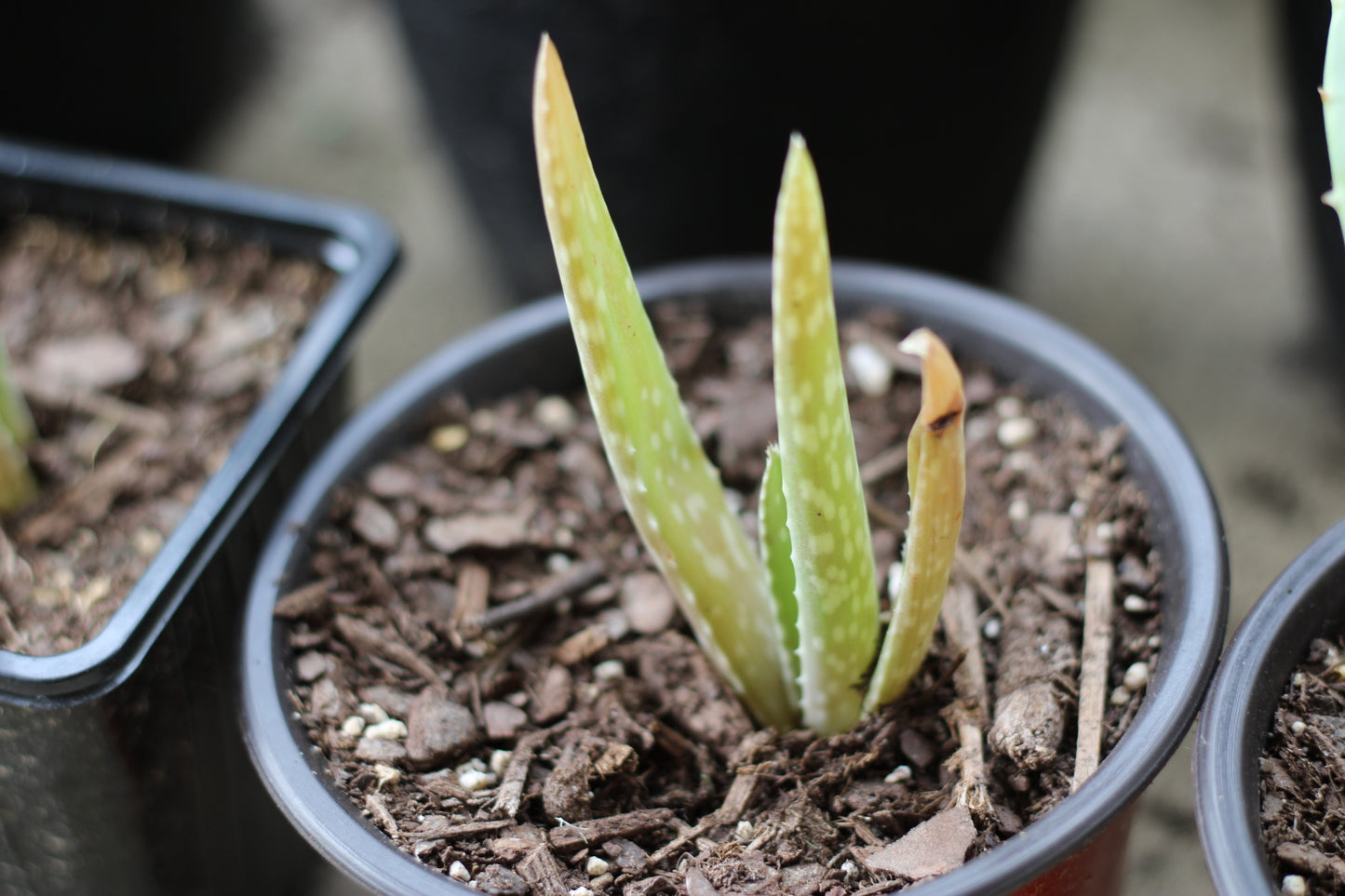 Aloe Vera Pups