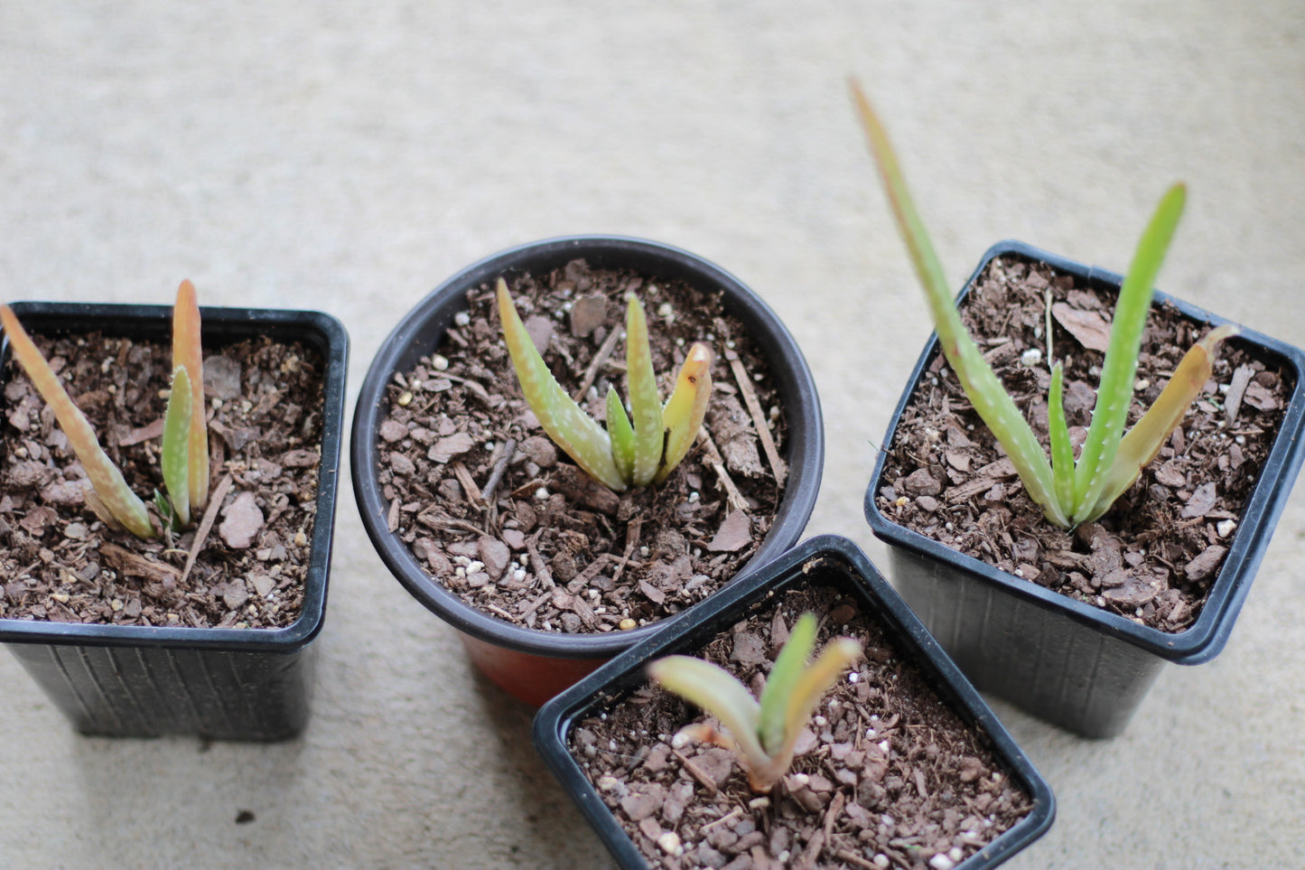 Aloe Vera Pups