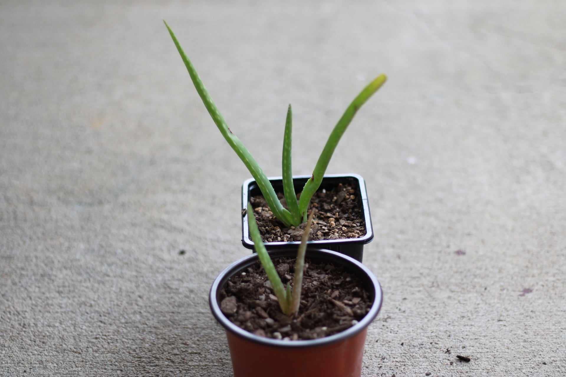 Two potted plants on a gray surface
