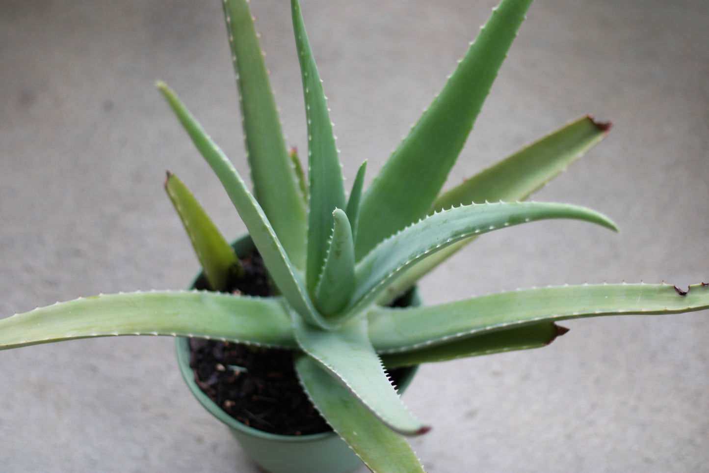 Large Size Aloe Vera Plant
