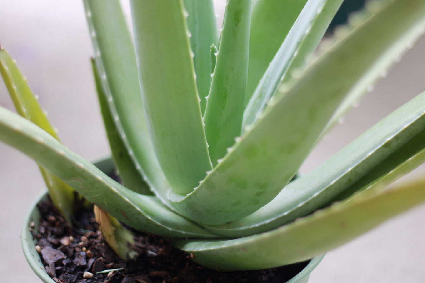 Large Size Aloe Vera Plant
