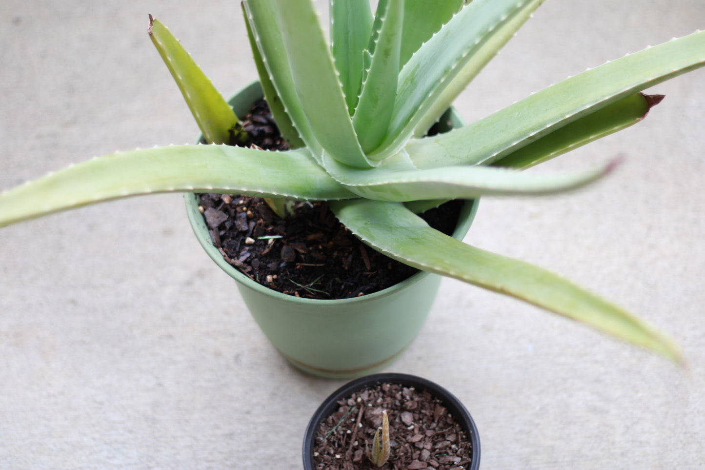 Large Size Aloe Vera Plant
