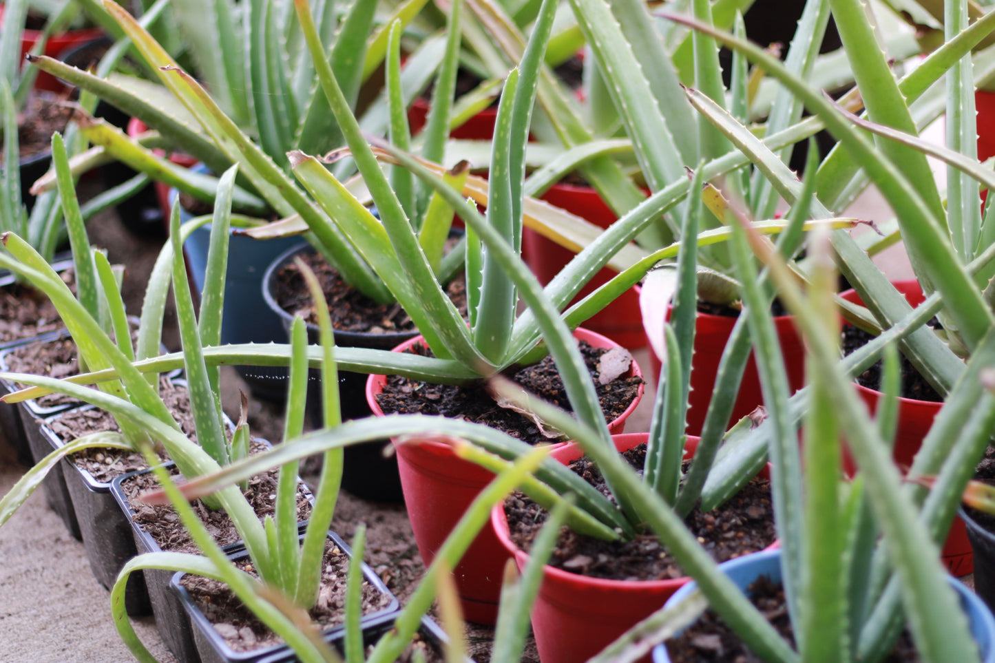 Medium Size Aloe Vera Plant