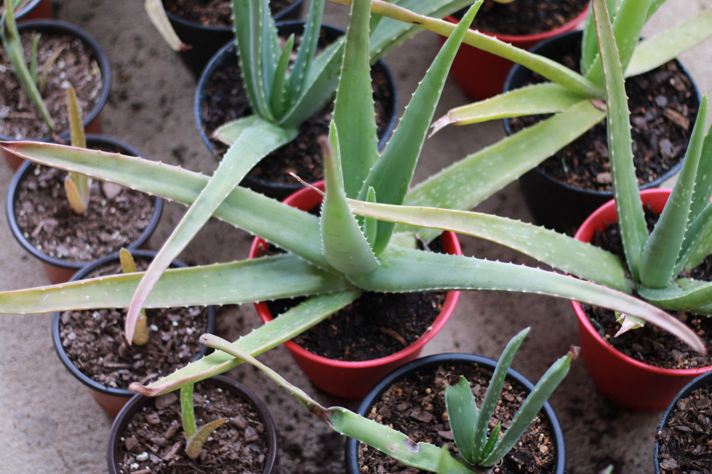 Medium Size Aloe Vera Plant