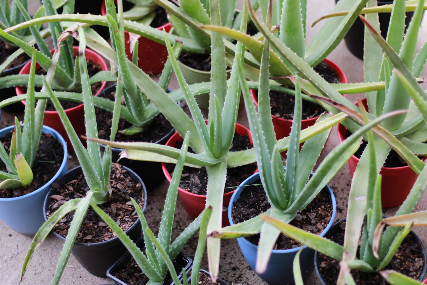 Medium Size Aloe Vera Plant