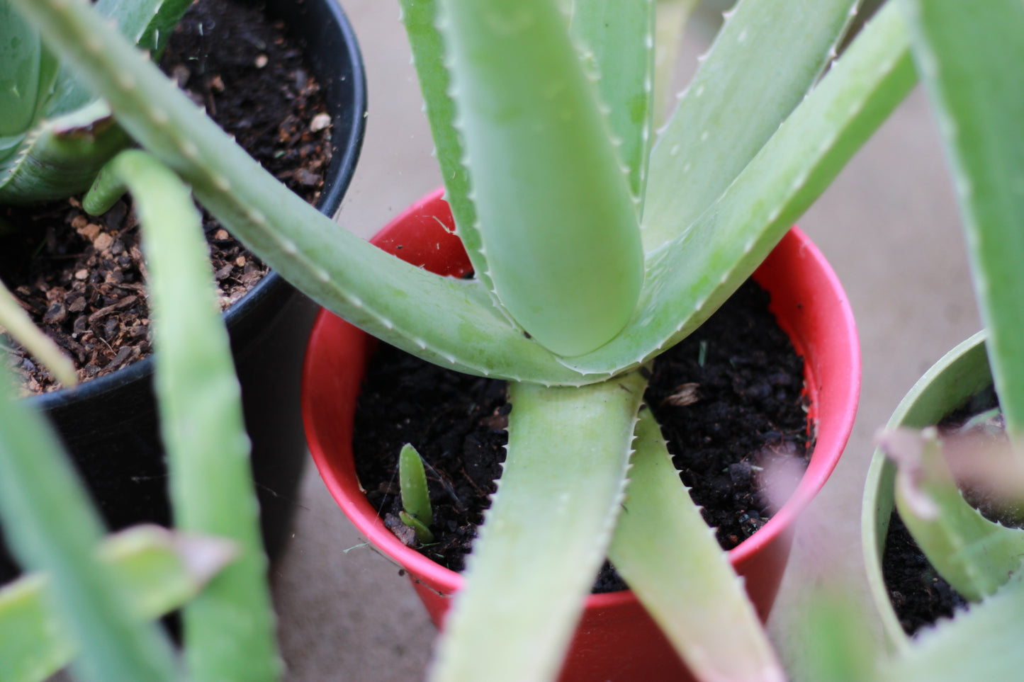Medium Size Aloe Vera Plant