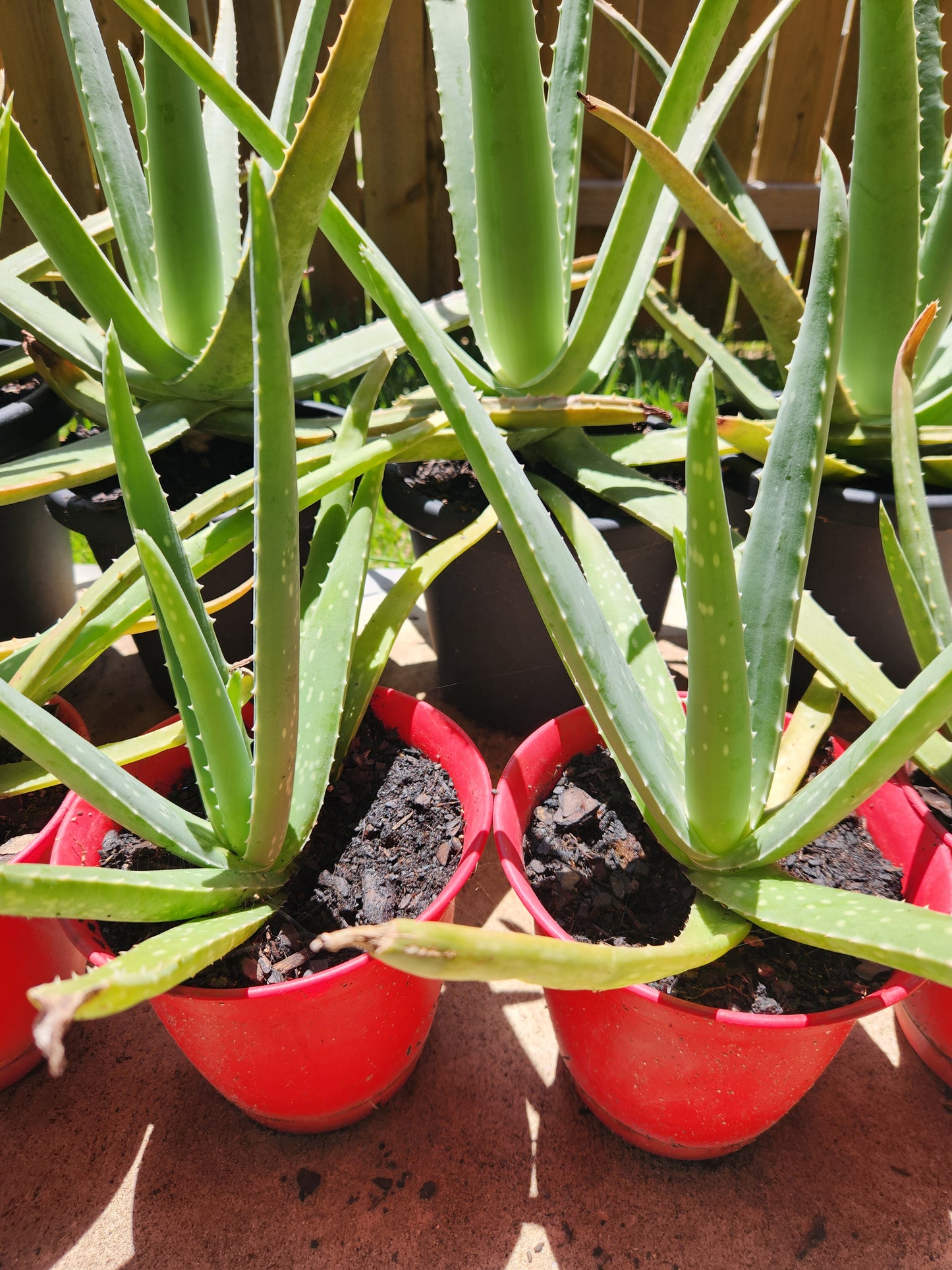 Small Size Aloe Vera Plants