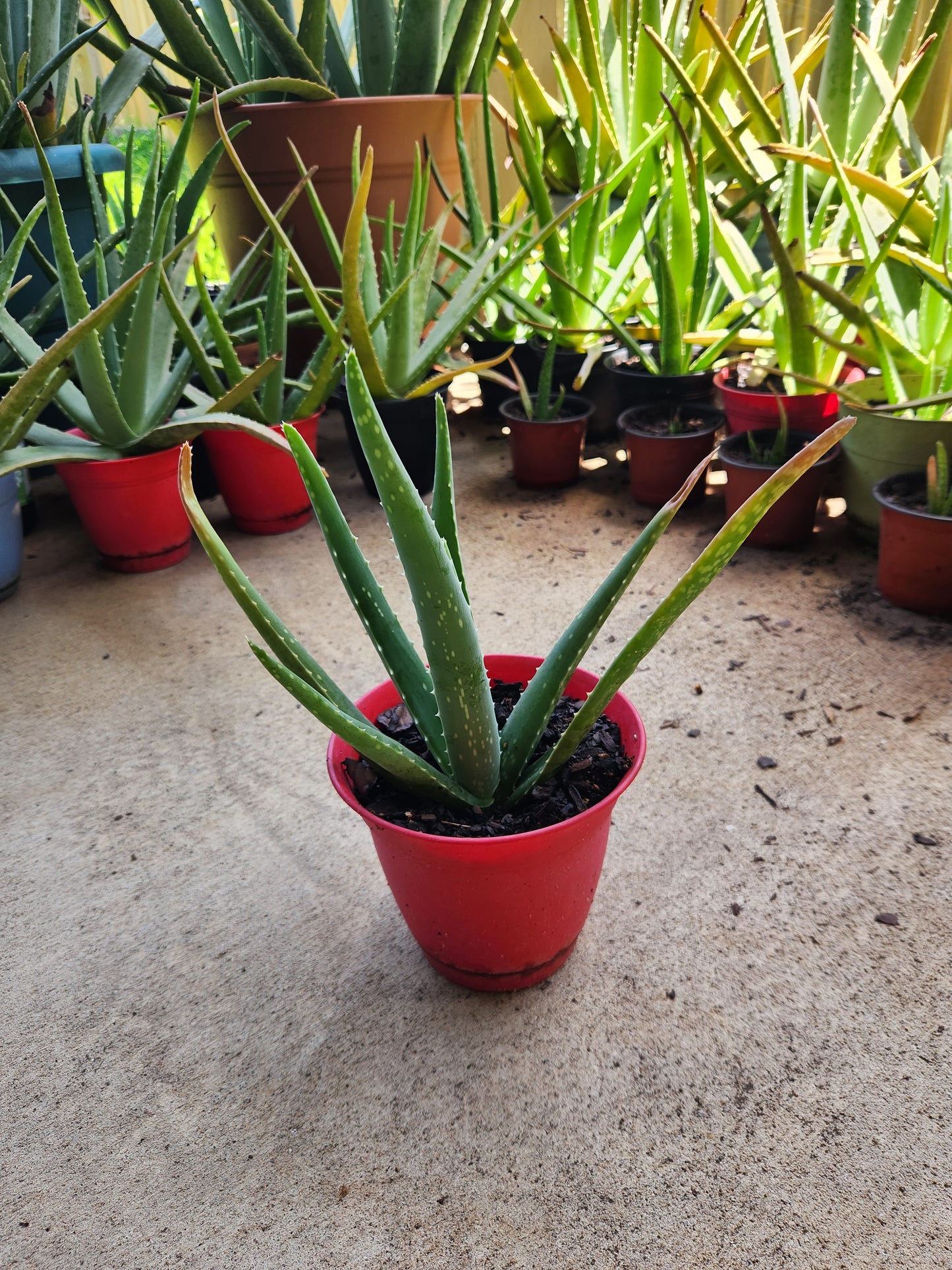 Small Size Aloe Vera Plants