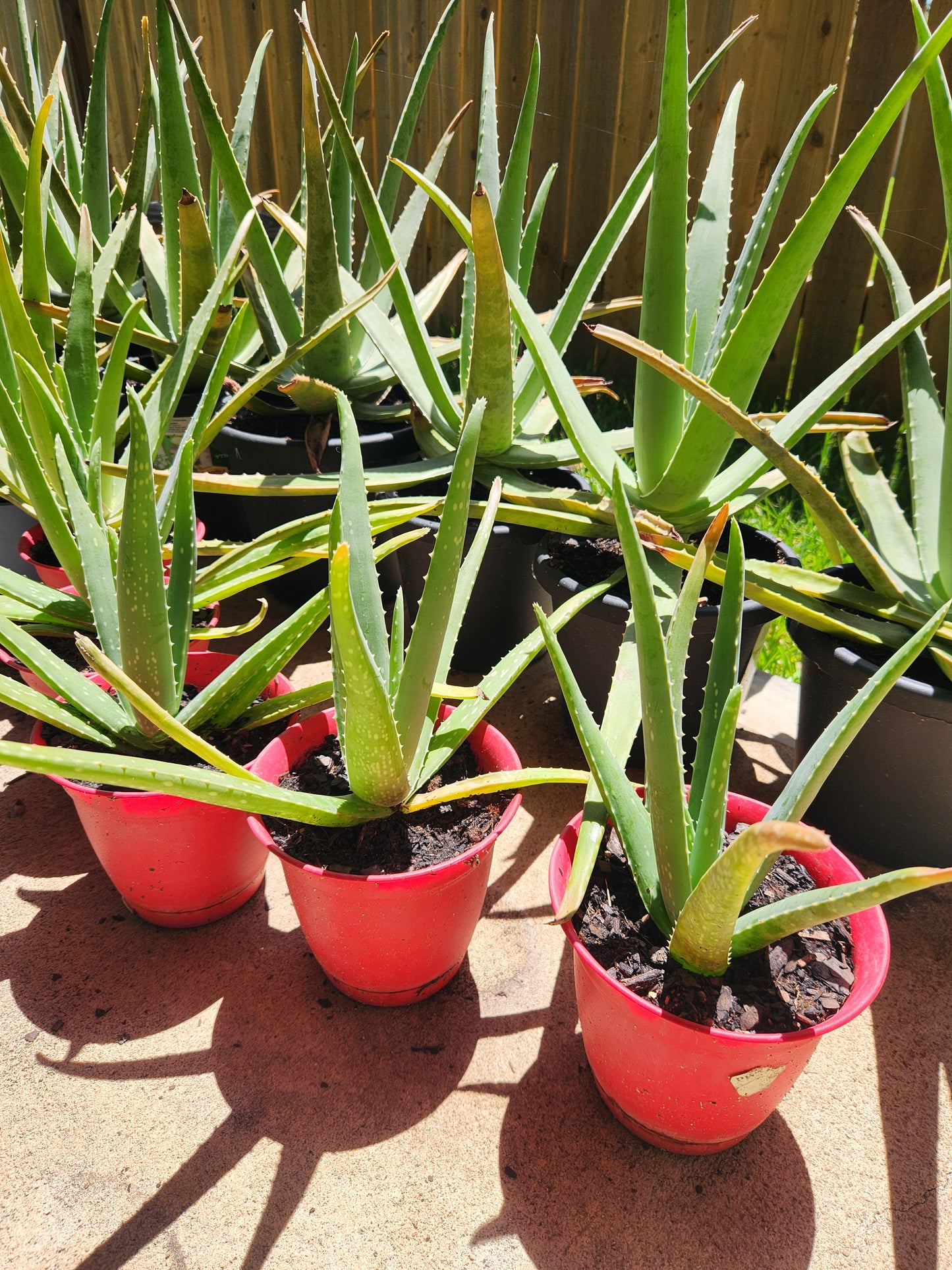 Small Size Aloe Vera Plants