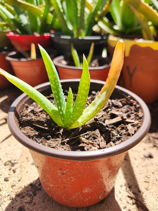 Aloe Vera Pups